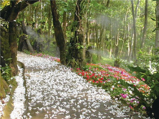 桐花樂活公園標題圖片
