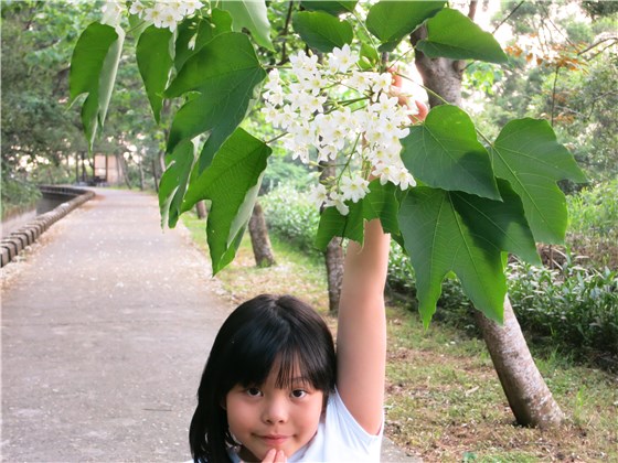 外埔區永豐里桐花步道標題圖片