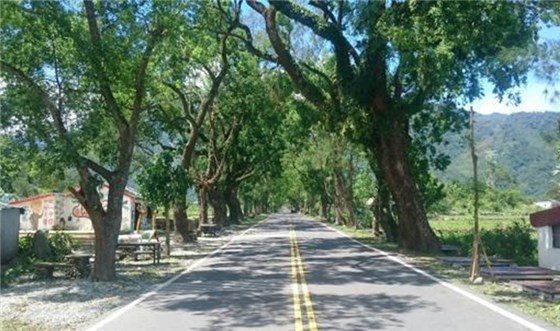 武陵綠色隧道-永安桐花公園標題圖片