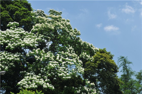 桐花公園賞桐步道